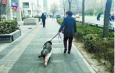 小猪1200买不买？一家*猪种**场被除名！315曝光了啥？