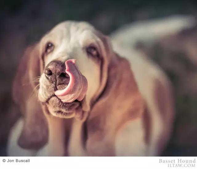 动物世界犬种-巴吉度猎犬