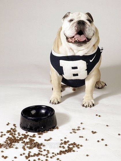 狗狗老是拉肚子怎么办，如何让狗狗远离腹泻的侵害