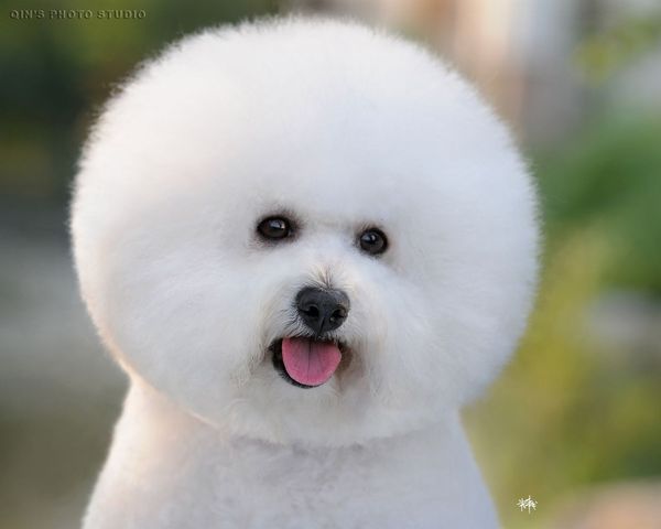 德牧皮肤病狗狗治疗过程,德牧幼犬皮肤病严重怎么治