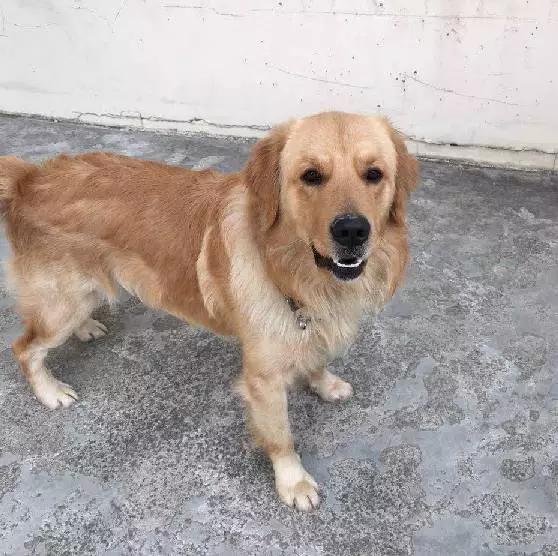 上海市领养流浪动物的地方在哪里,上海市领养小猫的地方