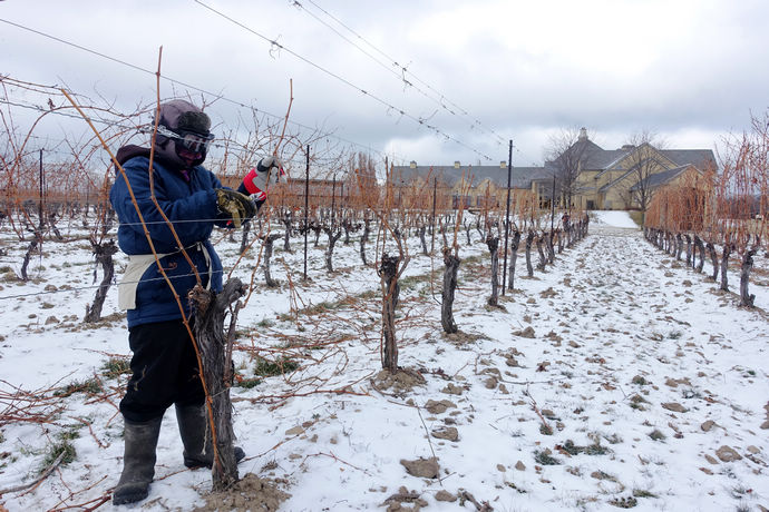 尼亚加拉珍稀冰酒,尼亚加拉冰葡萄酒