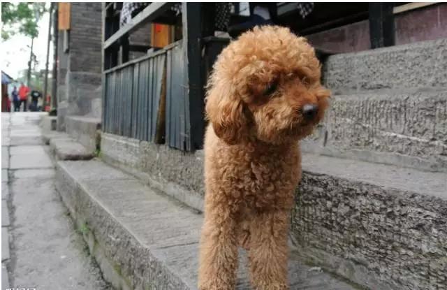 狗狗八字脚是怎么样的呢,狗狗八字脚