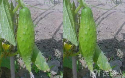 黄瓜用小苏打加红糖能防治病害,亮盾与阿米西达防治黄瓜病害