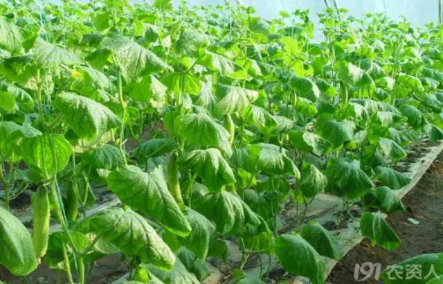 黄瓜用小苏打加红糖能防治病害,亮盾与阿米西达防治黄瓜病害