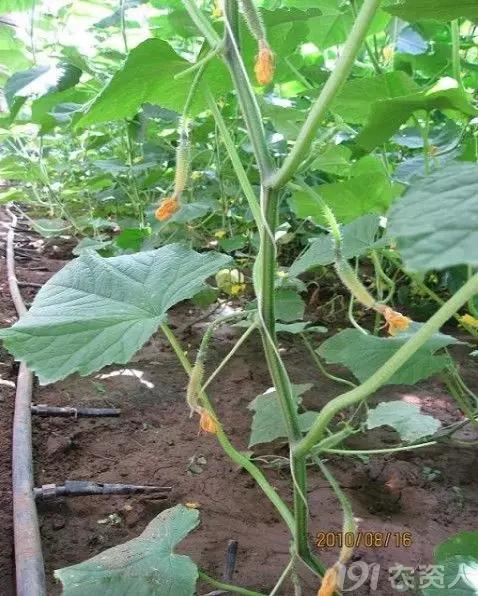 黄瓜用小苏打加红糖能防治病害,亮盾与阿米西达防治黄瓜病害