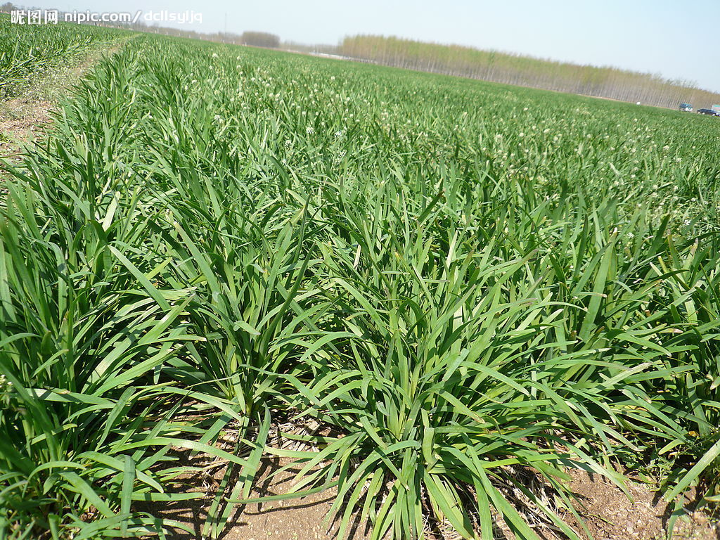 又是一年春吃野菜的季节,春天的第一茬韭菜到底能不能吃