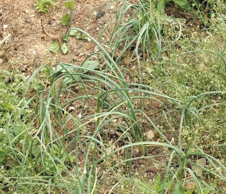 常见野菜吃法做法大全,常见野菜种类吃法