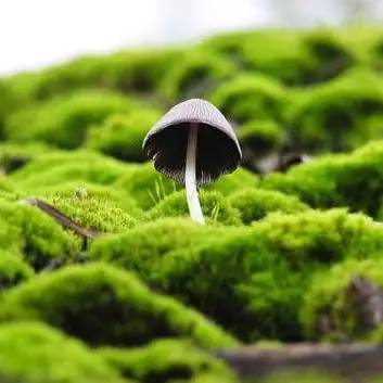 抗感冒的食物有哪些,专治感冒的十大食物