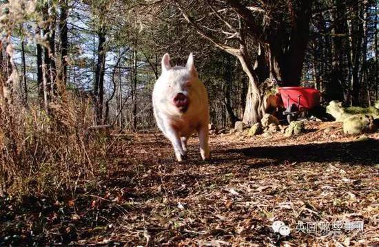 小猪1200买不买？一家*猪种**场被除名！315曝光了啥？