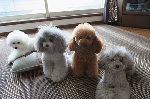 狗狗老是拉肚子怎么办，如何让狗狗远离腹泻的侵害