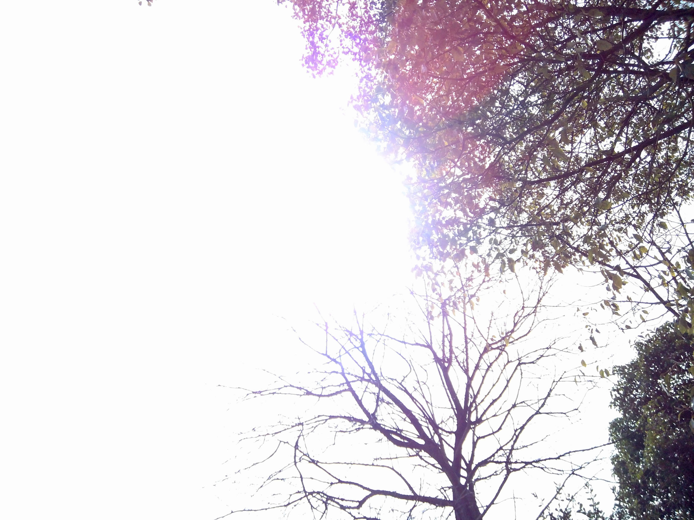 *拍偷**大湿OR生活记录大师，Foream便利贴相机