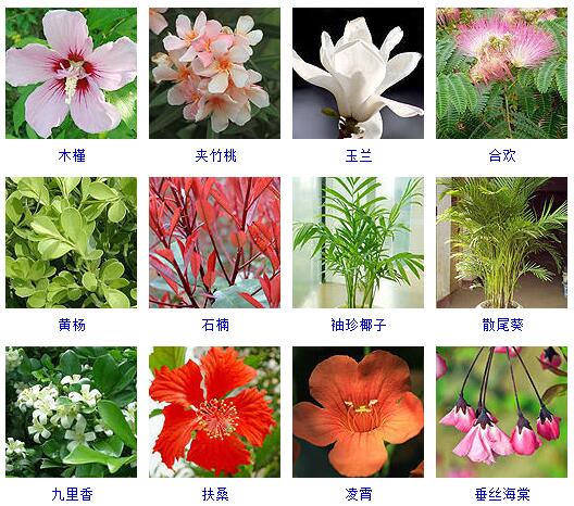 花卉知识|什么是木本植物？常见的木本植物都有哪些？