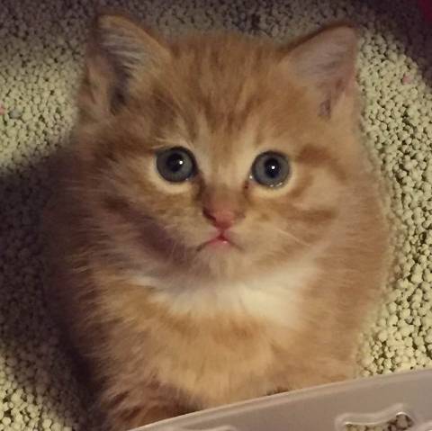 上海市领养流浪动物的地方在哪里,上海市领养小猫的地方