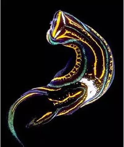 海兔教程,原神海兔全图鉴