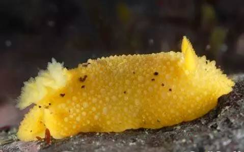 海兔教程,原神海兔全图鉴