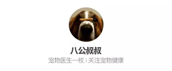 怎样缓解狗狗肠胃炎肚子疼,狗狗慢性肠胃炎可以吃西咪替丁吗