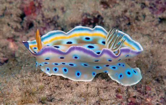 海兔教程,原神海兔全图鉴