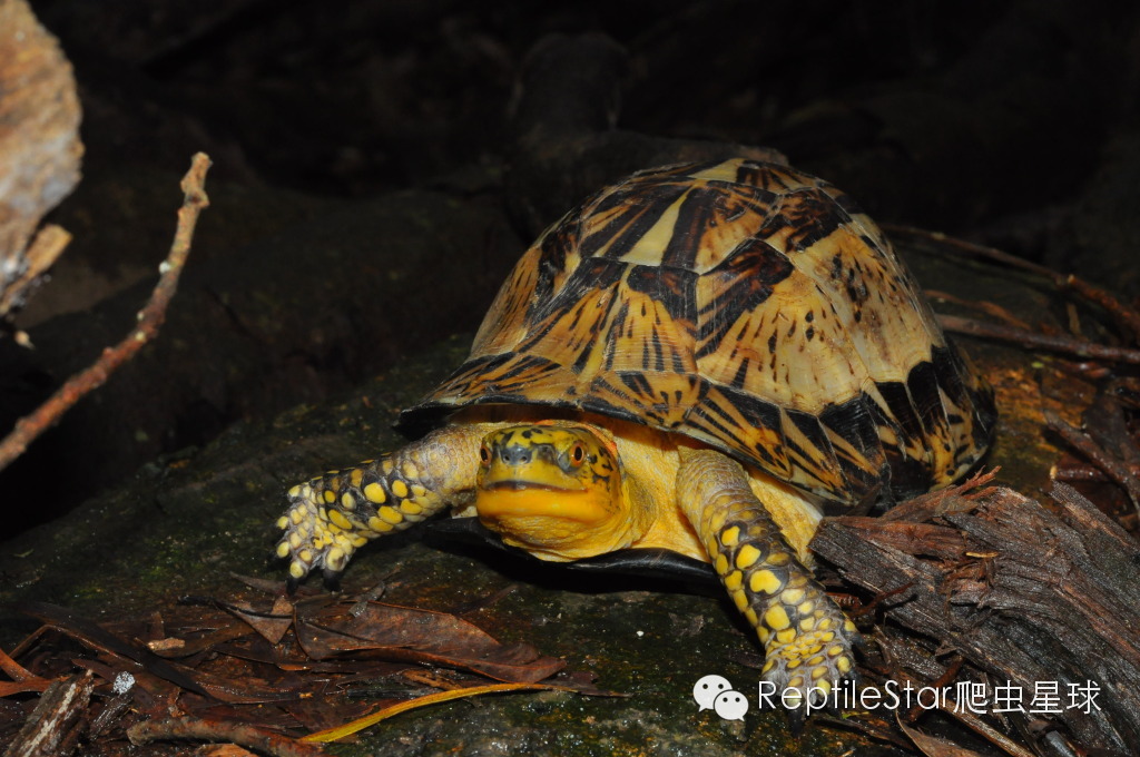 流水账解说dota,流水账跟台账优缺点