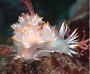 海兔教程,原神海兔全图鉴