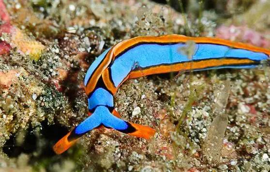 海兔教程,原神海兔全图鉴