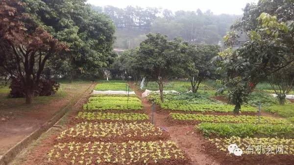 疗愈人的慧灵农场：一群很简单的人，在这里快乐、自在地生活