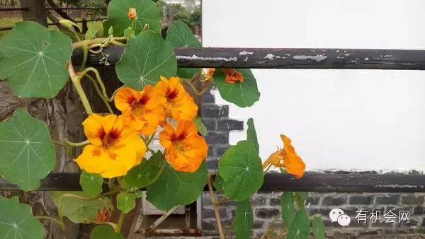 疗愈人的慧灵农场：一群很简单的人，在这里快乐、自在地生活