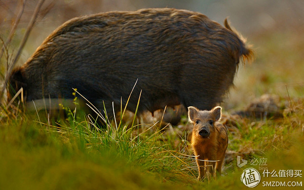 黑莓q10翻新,黑莓q10还有全新的吗