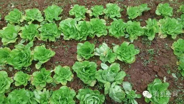 疗愈人的慧灵农场：一群很简单的人，在这里快乐、自在地生活