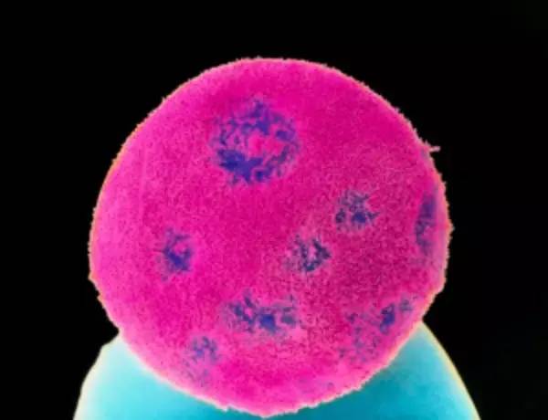 一把双刃剑翻译,基因编辑中涉及的伦理问题