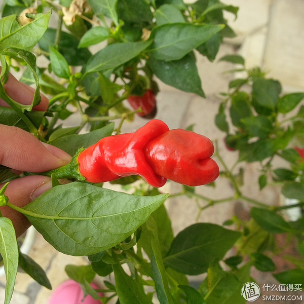 黑莓q10翻新,黑莓q10还有全新的吗