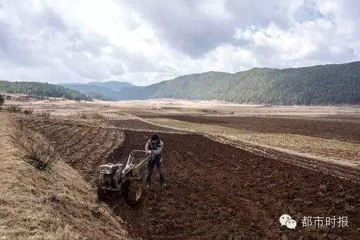 玛卡价格暴跌到多少钱一斤,玛卡跌下神坛