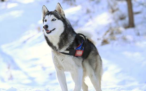 为什么说哈士奇是猛犬,狗哈士奇有什么特点