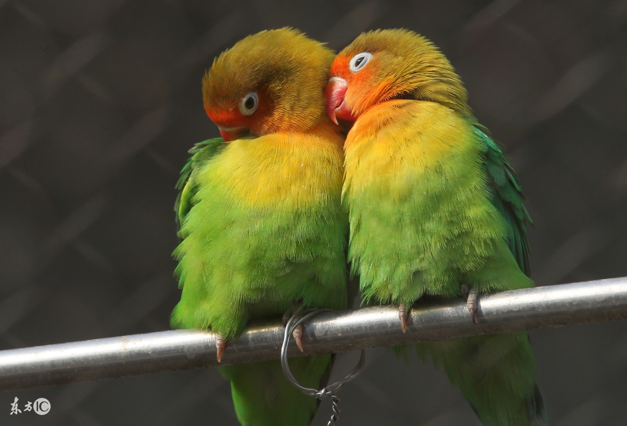 家里有猫猫狗狗还能养鹦鹉吗,养鹦鹉和养猫