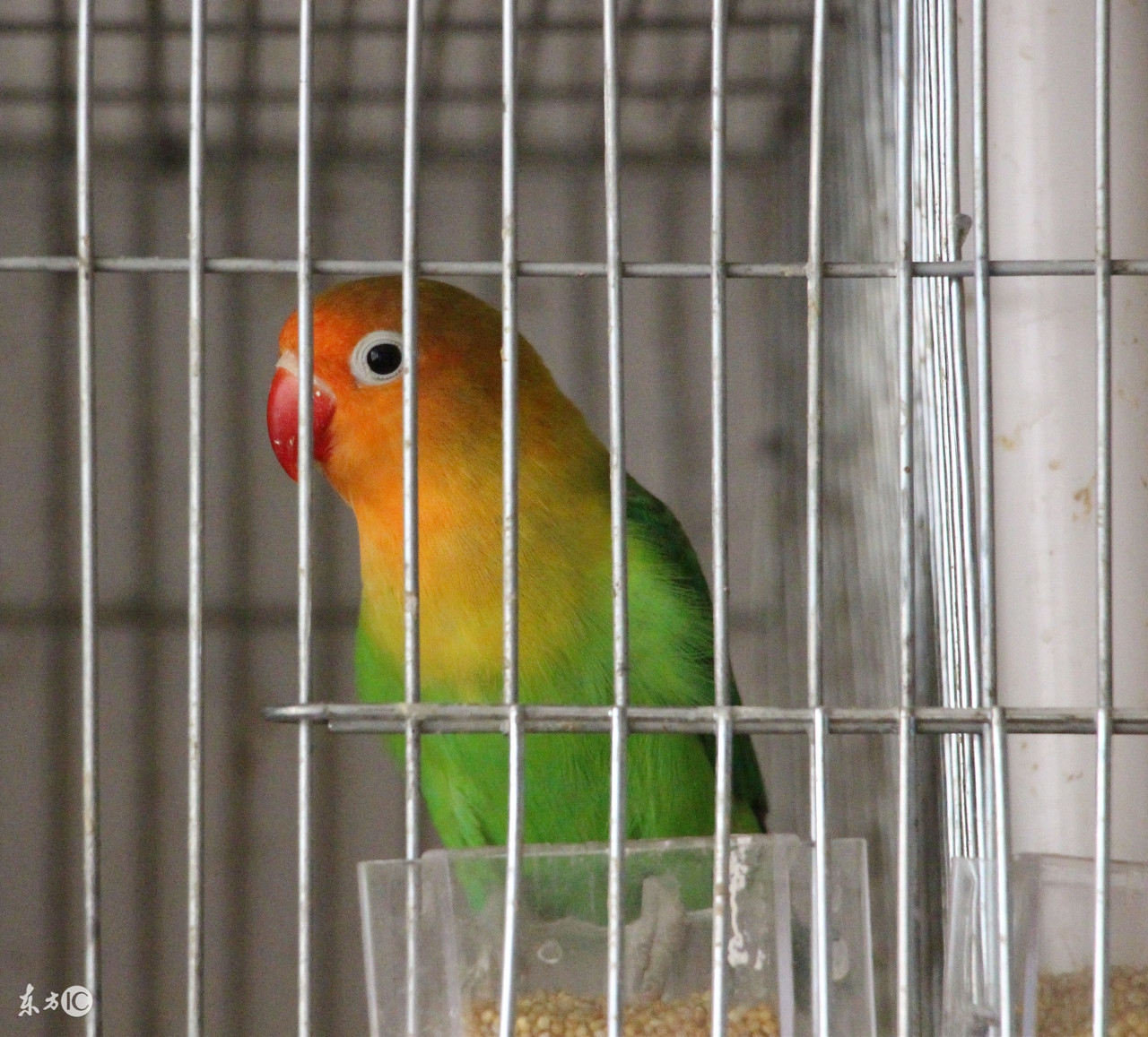 家里有猫猫狗狗还能养鹦鹉吗,养鹦鹉和养猫