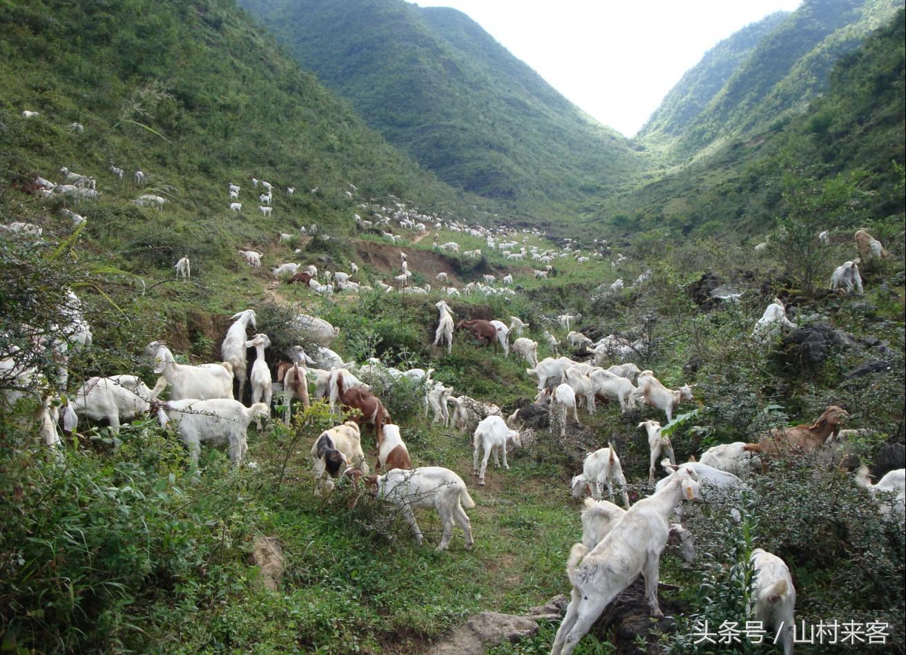 农村养殖羊和猪哪个利润高,如何养殖羊才能挣钱