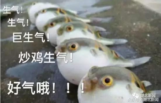 中国十大毒性最强动物,十大最强剧毒动物