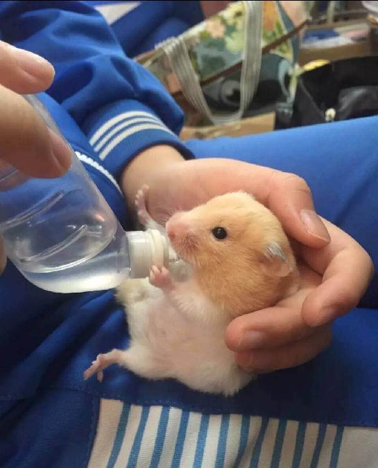 仓鼠怎么分辨公母母仓鼠怀孕征兆,仓鼠怀孕后要把公仓鼠隔离吗