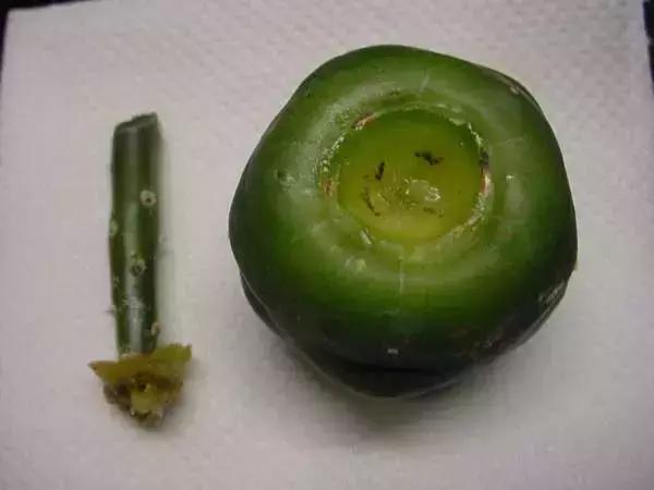 如何让多肉快速长大,怎样让多肉快速长大