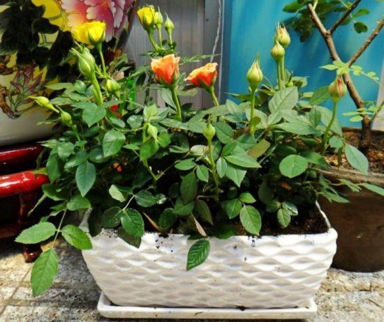 怎么去除月季上的蚜虫,如何消灭月季蚜虫小妙招