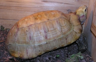 好养又皮实的陆龟,皮实好养的陆龟