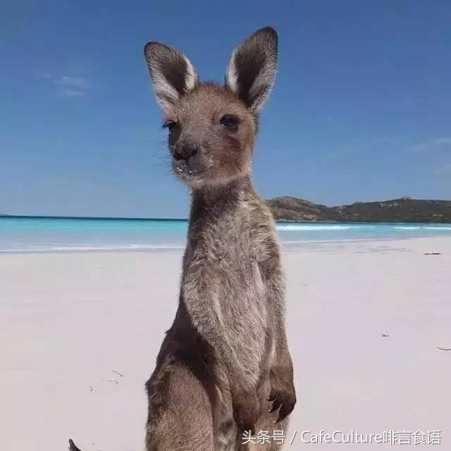 11月20-28日｜邀您参加澳大利亚金豆杯咖啡餐饮之旅