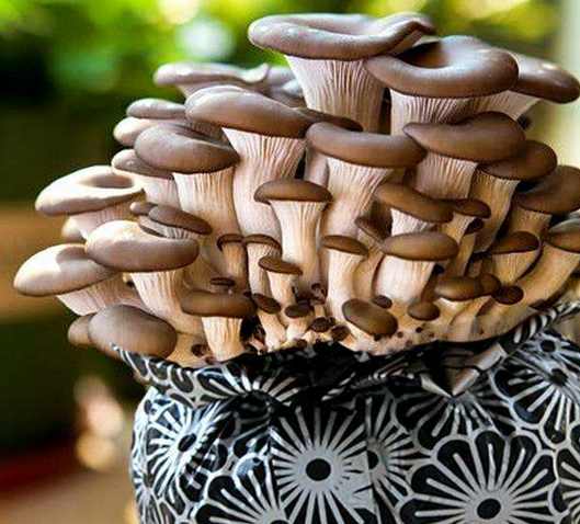用盆种蘑菇,种蘑菇用的材料可以养花