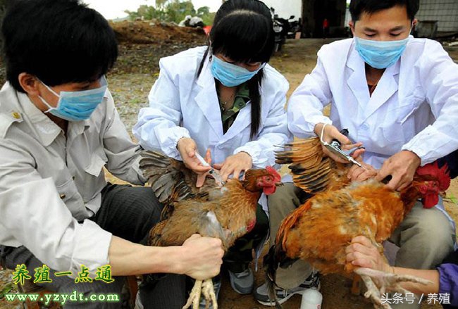 养鸡必须要给鸡打针吗,鸡做疫苗前后关注事项