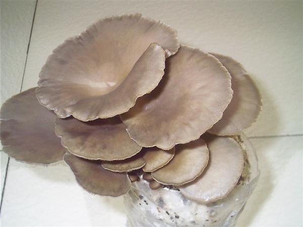 用盆种蘑菇,种蘑菇用的材料可以养花