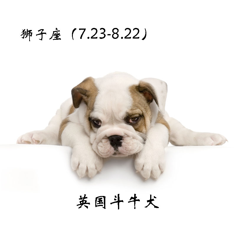 各星座对应的狗,各个星座代表的狗狗