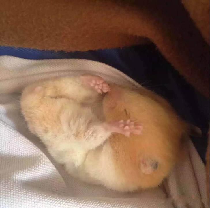 仓鼠怎么分辨公母母仓鼠怀孕征兆,仓鼠怀孕后要把公仓鼠隔离吗