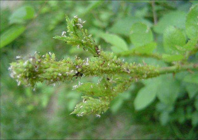 怎么去除月季上的蚜虫,如何消灭月季蚜虫小妙招