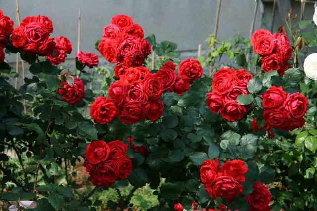 怎么去除月季上的蚜虫,如何消灭月季蚜虫小妙招