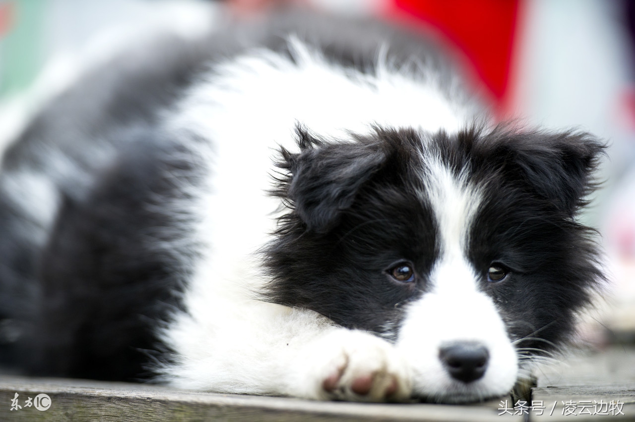 边牧怎么练胆子,边牧很警惕该怎么训练